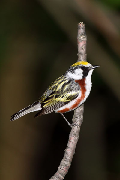 Chestnut-sided Warbler © Russ Chantler